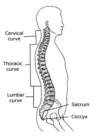 curves of back